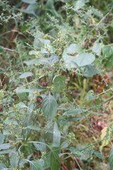 Dicliptera brachiata