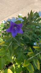 Platycodon grandiflorus