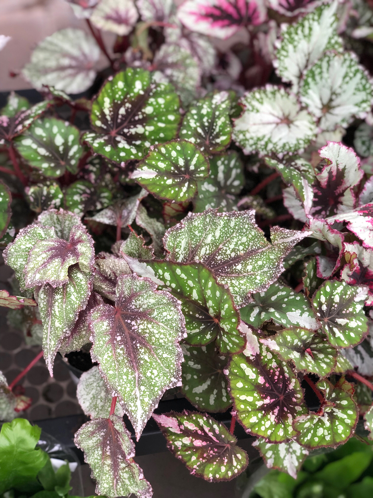 Begonia rex (Begonia rex-cultorum)