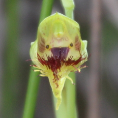 Calochilus herbaceus