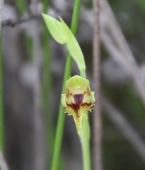 Calochilus herbaceus