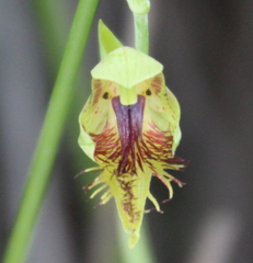 Calochilus herbaceus