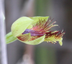 Calochilus herbaceus