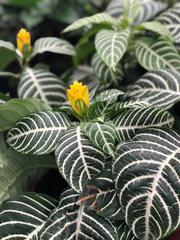 Aphelandra squarrosa