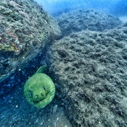 Green Moray Eel