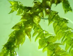 Brachythecium acuminatum