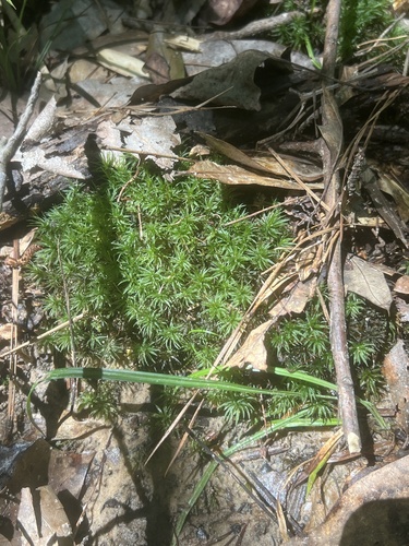 Atrichum cylindricum, 2025-07-04
