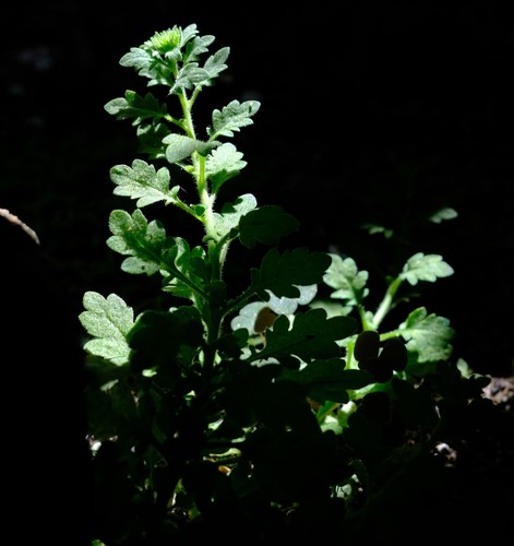 Rock Cavewort (Trieenea elsiae)