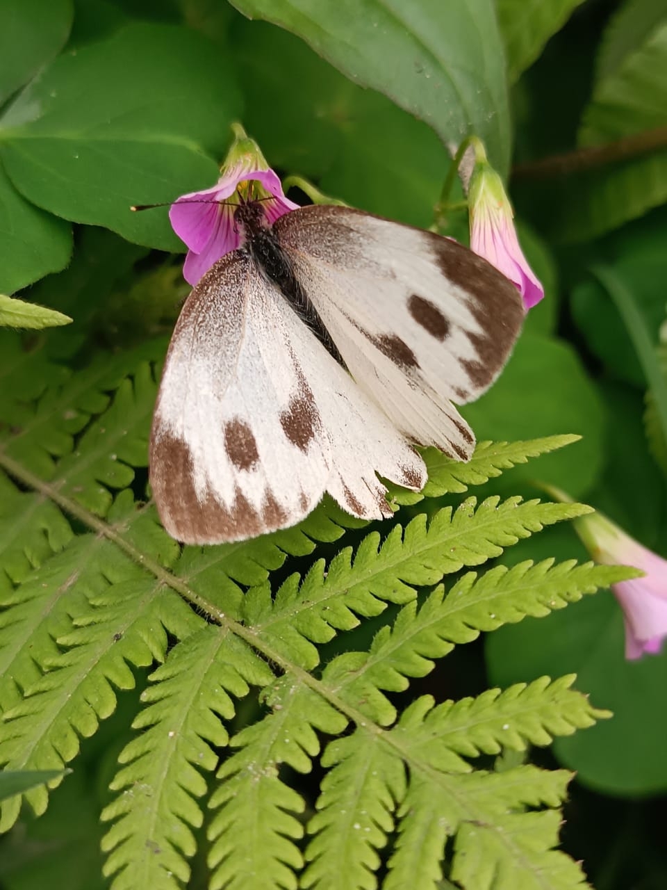 Asian Cabbage White