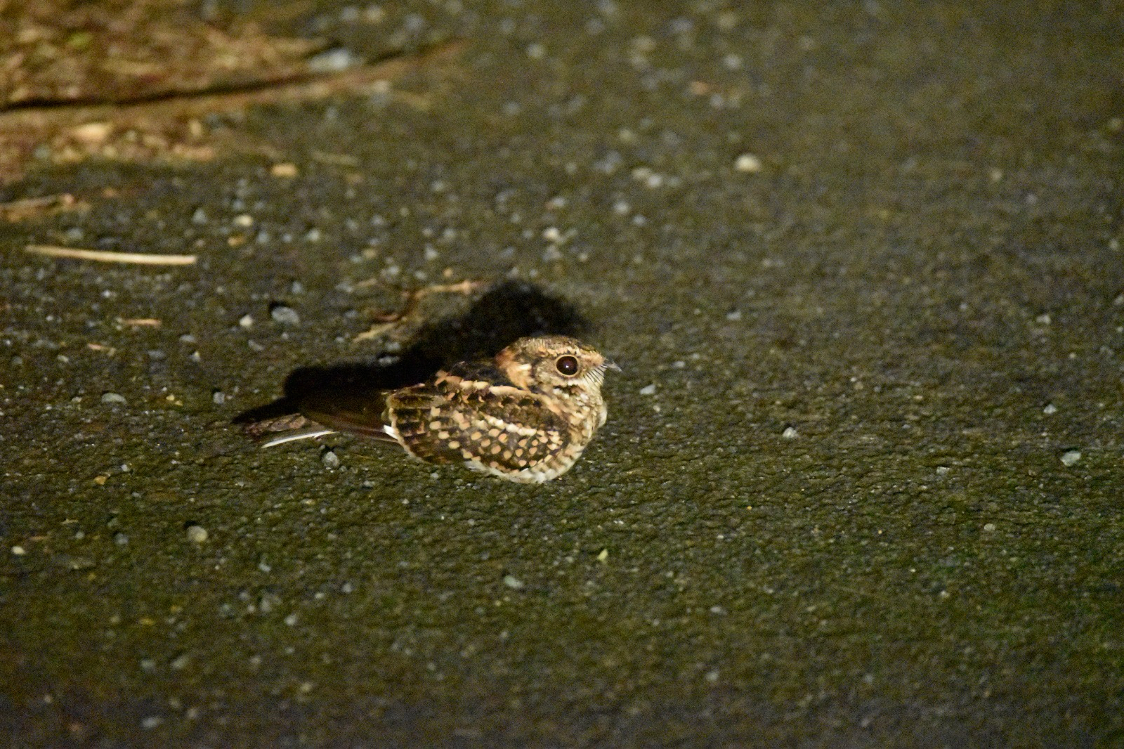 White-tailed Nightjar (Hydropsalis cayennensis), photo 2