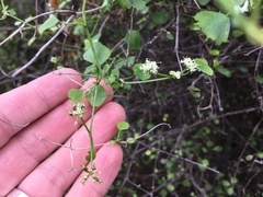 Scandia geniculata