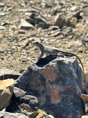 iNaturalist observation photo of Common Sagebrush Lizard