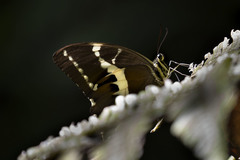 Papilio delalandei