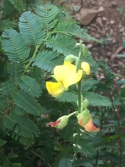 Crotalaria retusa
