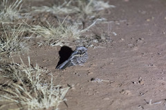 Caprimulgus clarus