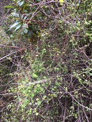 Scandia geniculata