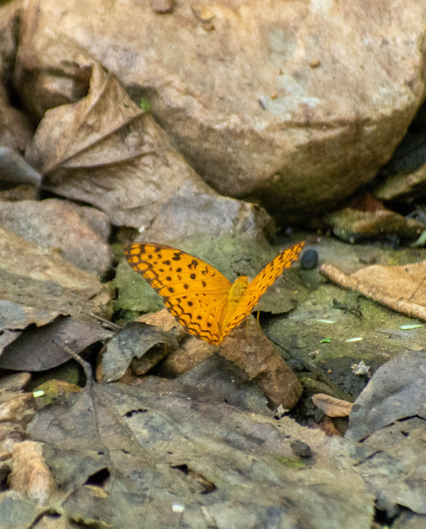 Common Leopard