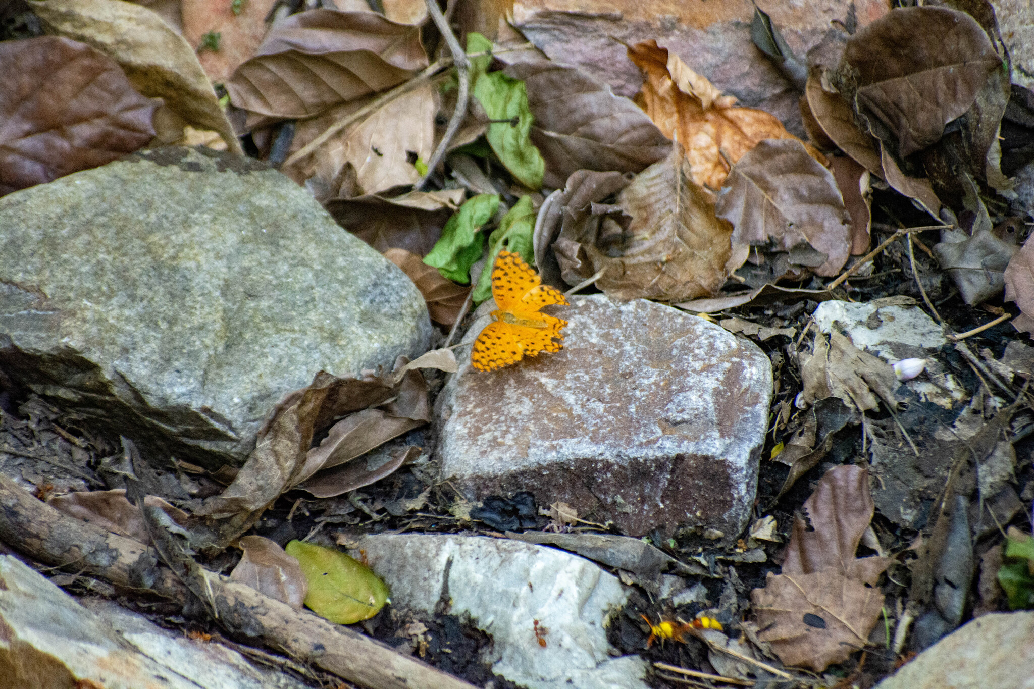Common Leopard