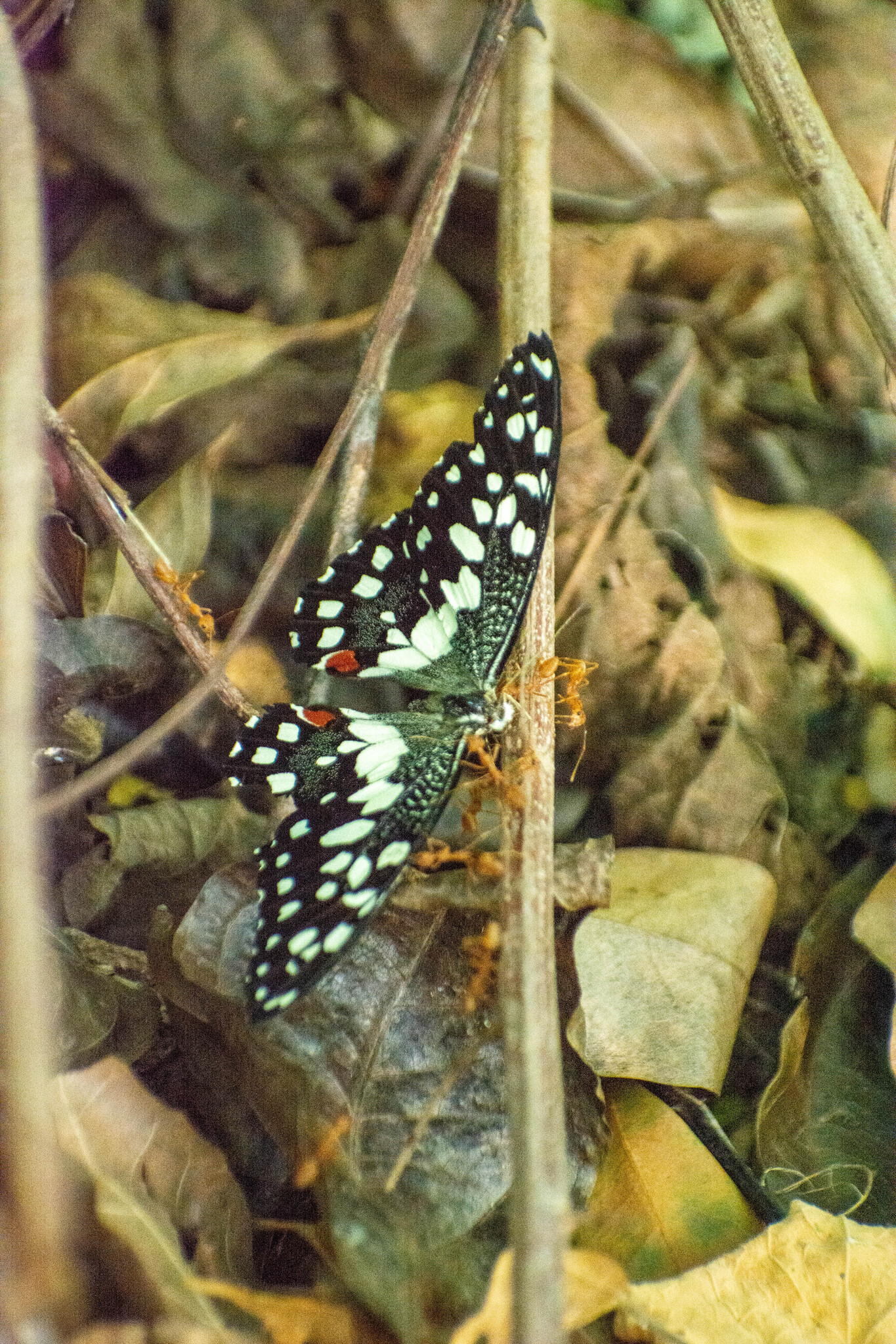 Lime Swallowtail