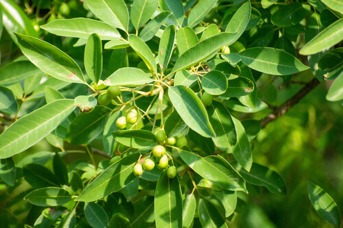 Vitex leucoxylon observed 2025-06-10