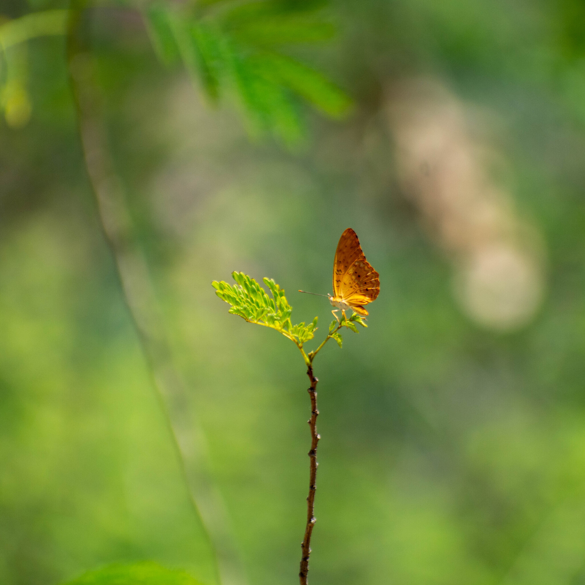 Common Leopard