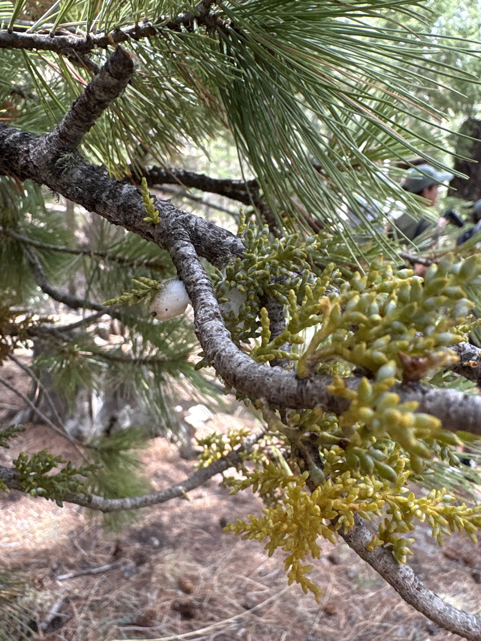 Apache Dwarf-Mistletoe (Arceuthobium apachecum)