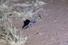 Caprimulgus clarus