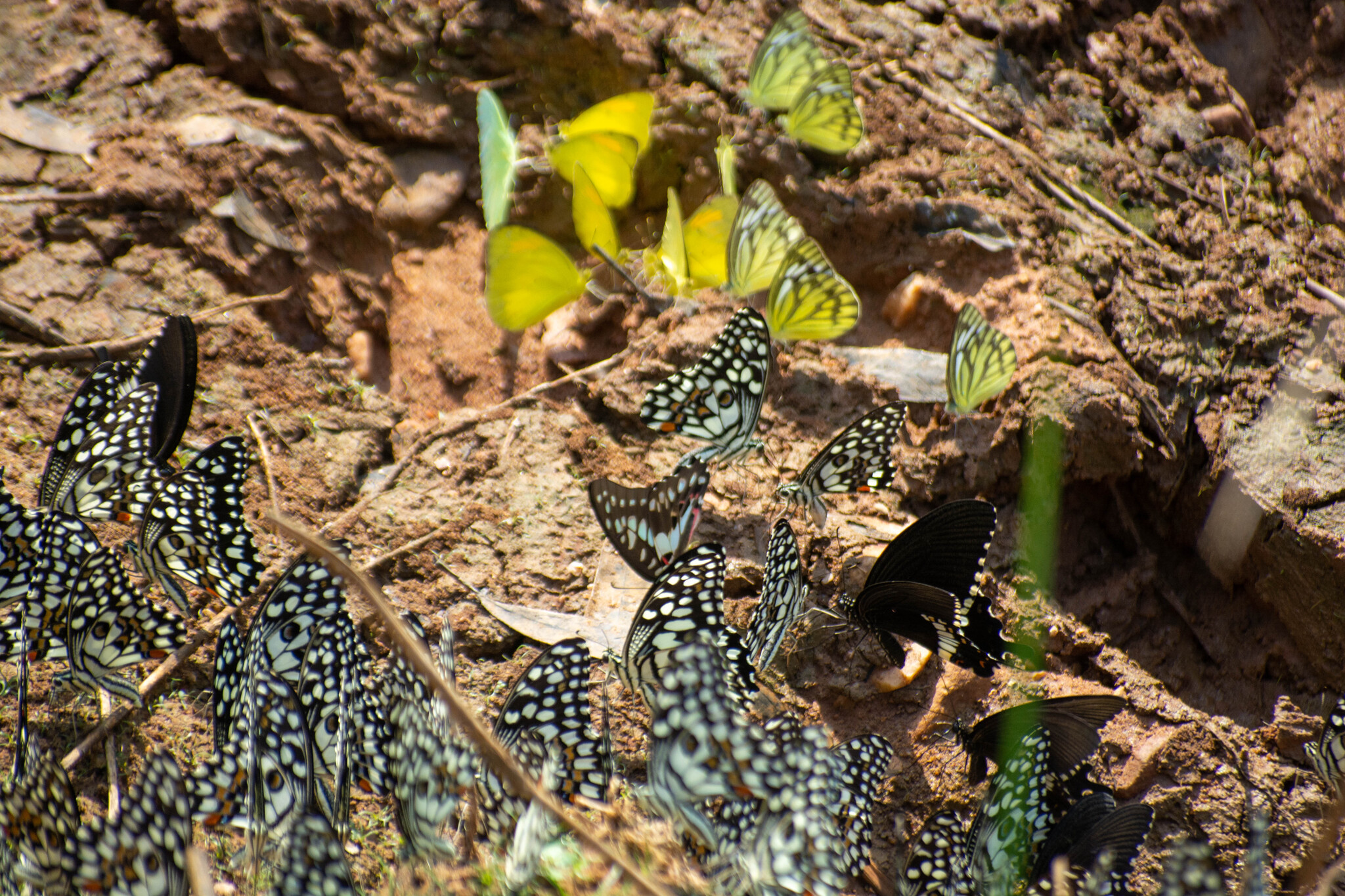Common Mormon