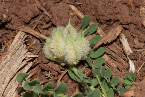 Hedgehog Milkvetch (Astragalus echinatus)