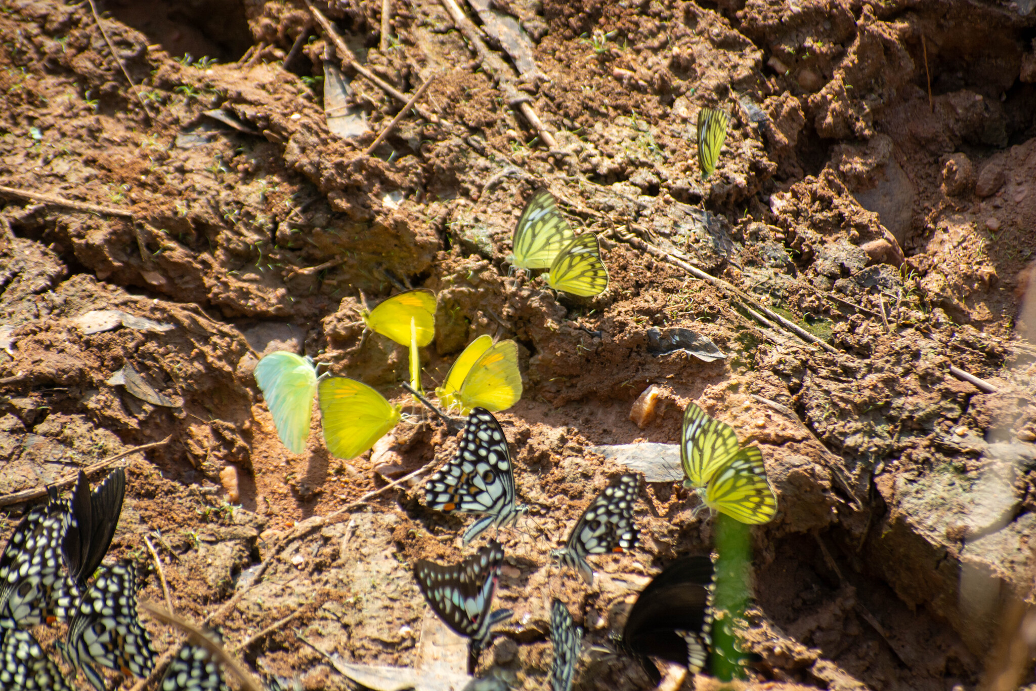 Lemon Emigrant