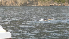 Delphinus delphis ponticus