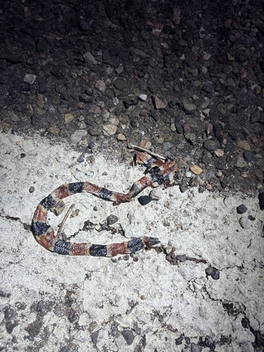 Sonoran Coralsnake