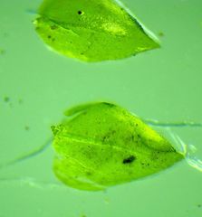 Brachythecium acuminatum