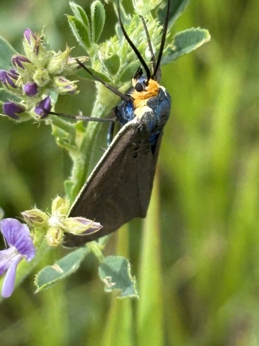 Virginia Ctenucha Moth