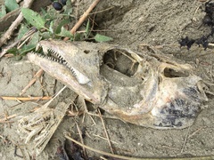 Lepidopus caudatus