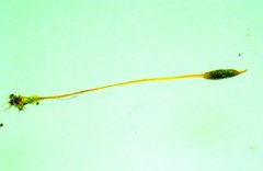 Brachythecium acuminatum