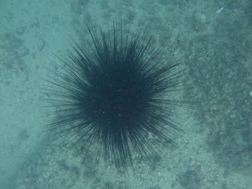 Longspine Urchin
