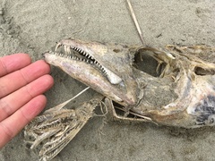Lepidopus caudatus