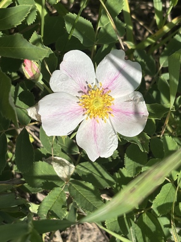 prairie rose