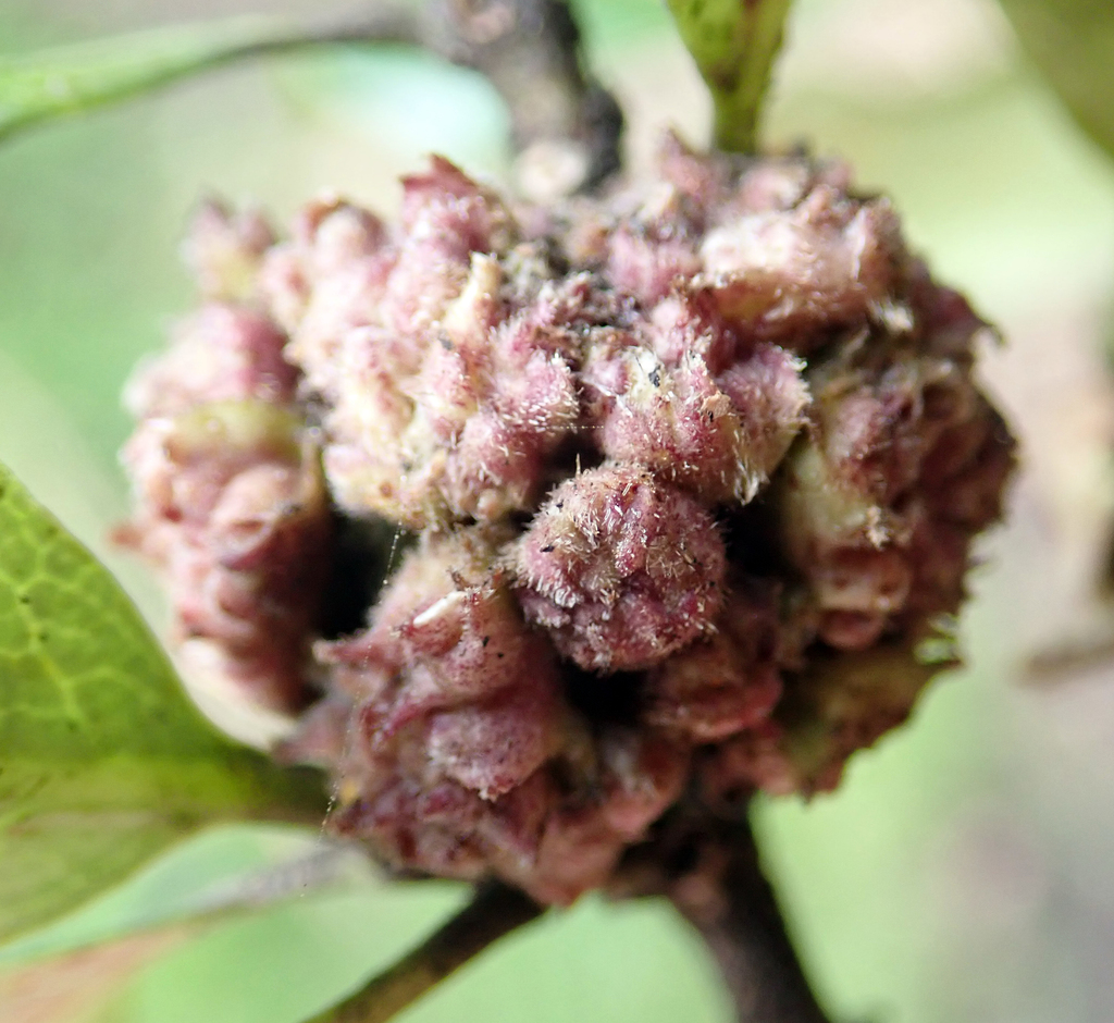 Coprosma flower bud gall mite