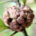 Coprosma Flower Bud Gall Mite - Photo no rights reserved, uploaded by Peter de Lange