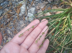 Carex divulsa