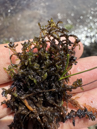 Sphagnum pylaesii, 2025-07-07