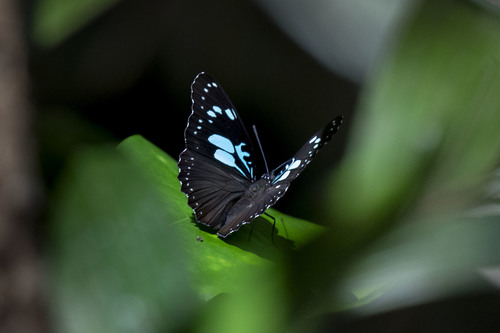Pseudacraea imerina
