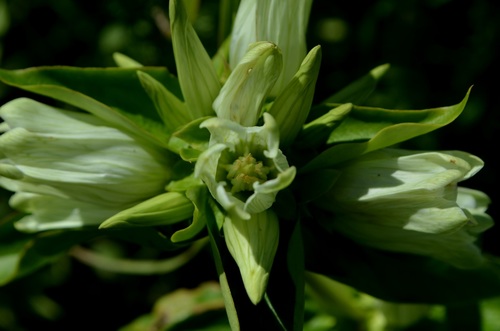 gentiana alba