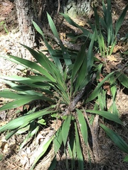 Yucca flaccida