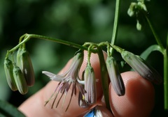 Nabalus albus
