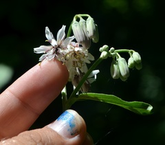 Nabalus albus