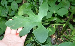 Nabalus albus
