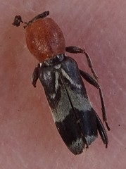 Chlorophorus ruficornis